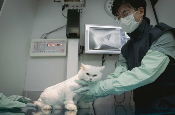 수도권 소재 동물병원에서 수의사가 엑스칼리버를 활용해 고양이의 엑스레이 사진을 판독하고 있다. [사진=SK텔레콤]