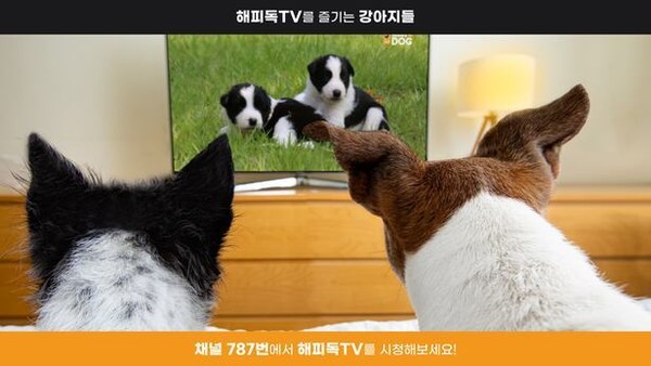 강아지들이 해피독TV를 시청하고 있다. [사진=KT스카이라이프]