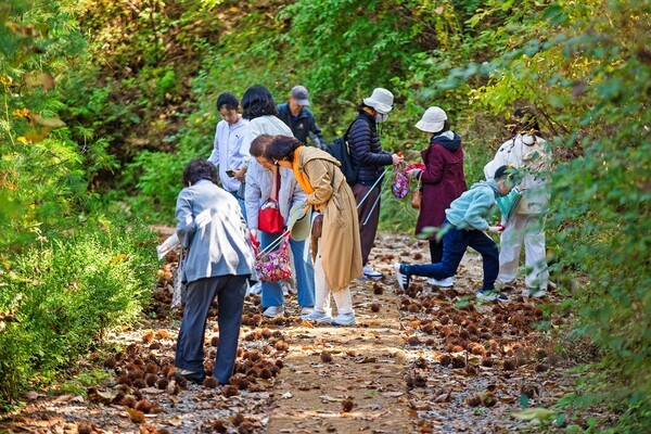 한컴그룹은 회사의 복합문화공간이 지난 25일 개최한 '2025 청리움 가을걷이 축제'가 임직원과 가족, 청리움 회원 등 500 여명이 참여한 가운데 성황리에 종료됐다고 27일 밝혔다. 이번 축제는 밤 줍기, 화분 만들기 등 자연과 교감하는 다채로운 체험 프로그램으로 구성됐다. 참가자들은 청리움 곳곳에 있는 밤을 담아가고 예쁜 장식으로 자신만의 화분을 만들어 기념했다. 또 청리움의 숨은 명소를 찾아가 보는 스탬프 투어와 보물찾기 이벤트에 참여해 산책도 즐기고 경품도 받는 시간을 가졌다. 참가자들이 '2025 청리움 가을걷이 축제'에 참여하고 있다. [사진=한컴]